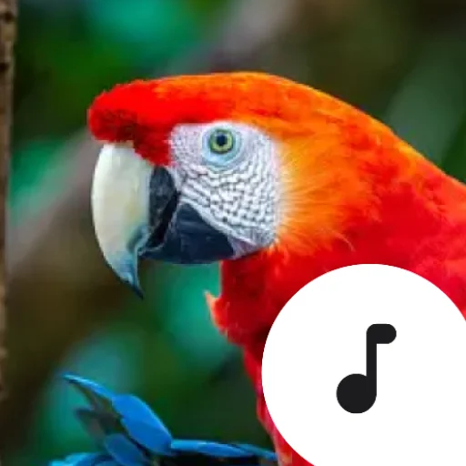 Parrot Sounds ডাউনলোড করুন – সেরা তোতাপাখির আওয়াজ অ্যাপ